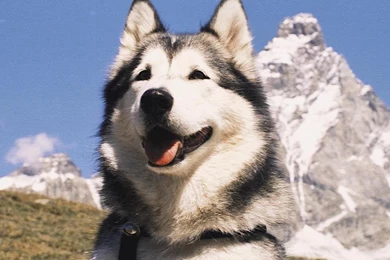 Malamute Dog Wallpapers   ImgMob
