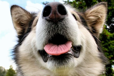 Muzzle Alaskan Malamute Wallpapers And Images   Wallpapers ...