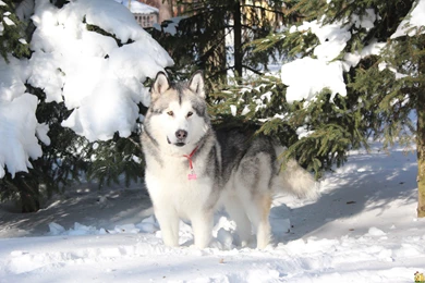 Beautiful Alaskan Malamute Stands In The Snow Wallpapers And ...