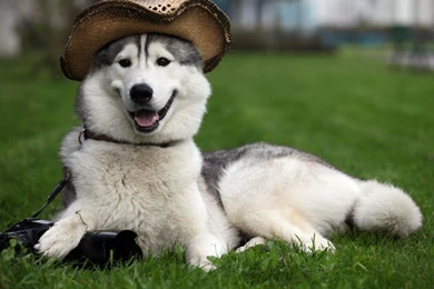 Happy Alaskan Malamute In The Hat Wallpapers And Images ...