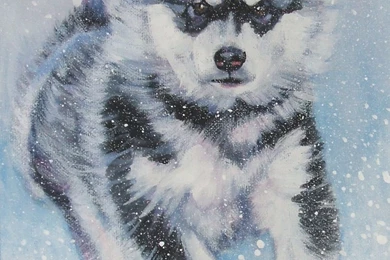 Alaskan Malamute Photos And Wallpapers. The Beautiful Alaskan ...