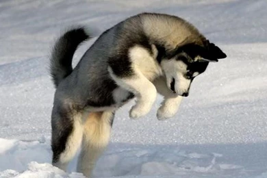 Husky 1600x1200 Wallpapers,Husky 1600x1200 Wallpapers & Pictures ...