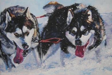 Drawing Alaskan Malamute In Harness Photo And Wallpaper. Beautiful ...