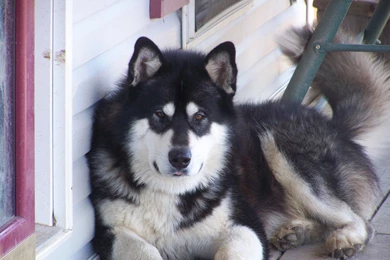Alaskan Malamute Resting Photo And Wallpaper. Beautiful Alaskan ...
