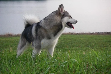 Alaskan Malamute Puppy, Picture And Wallpapers