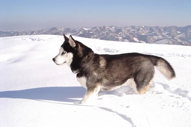 Alaskan Malamute Wallpapers 16 Hd Wallpapers   DogBreedsWallpapers.com
