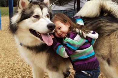 Children Dogs Alaskan Malamute Wallpapers