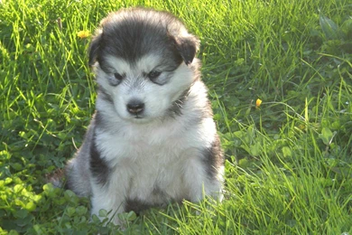 Young Alaskan Malamute Photo And Wallpaper. Beautiful Young ...