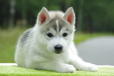 Beautiful Alaskan Malamute Puppy Wallpapers And Images ...