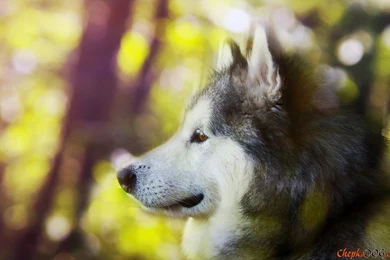 Hardworking Alaskan Malamute. Bald And Long haired Dogs On ...