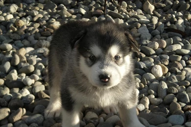 Alaskan Malamute On The Shingle Photo And Wallpaper. Beautiful ...