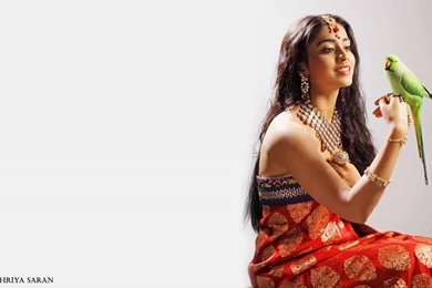 Beautiful Shriya Saran Saree Hd Wallpapers