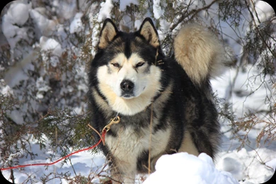 Sampson: Full Blooded Alaskan Malamute By XXxSouthernHeartxXx On ...