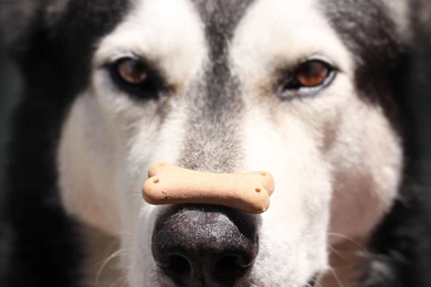 Download Wallpapers 3840x2160 Alaskan Malamute, Dog, Food, Face ...