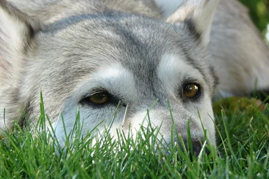 Grey And White Alaskan Malamute Sam Photo And Wallpaper. Beautiful ...