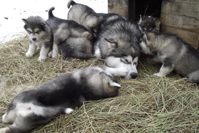 Family Alaskan Malamutes Wallpapers And Images   Wallpapers ...