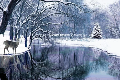 Winter Scenes Wallpapers 12 Backgrounds Wallruru