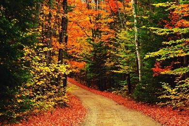 Wallpapers Imac Gnature Nature Hd Mac Apple Autumn Daylight ...