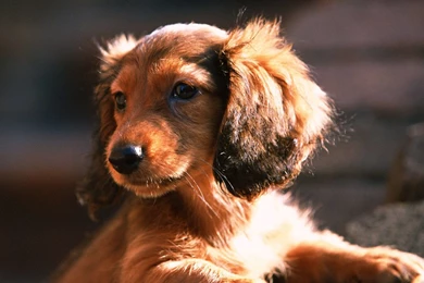 Miniature Dachshund Puppies Wallpapers   Puppy Miniature Dachshund ...