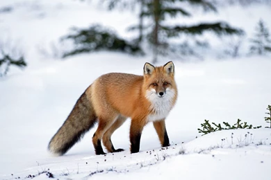 Fox wallpaper HD.jpg