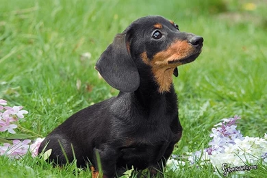 Dachshund_computer_wallpaper_puppies 1024x768.jpg