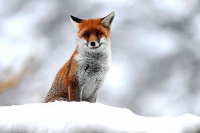 1920x1080 Cute Small Fox Desktop PC And Mac Wallpapers