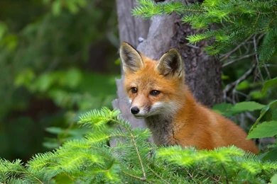 YouWall   Cute Red Fox Wallpapers   Wallpaper,wallpapers,free ...