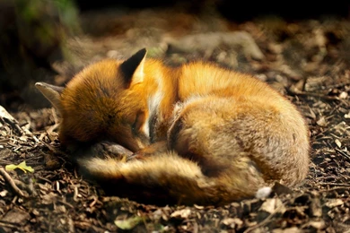 Tired Fox   Desktop Wallpapers