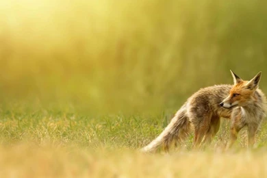 Nice Fox HD Wallpapers   HD Wallpapers