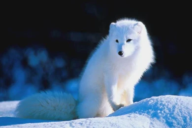 Download Arctic Fox Screensaver Desktop