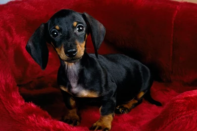 Animals: Dachshund Puppy, Picture Nr. 14303