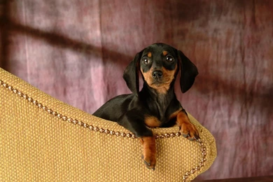 Cuddly Puppies   Miniature Dachshund Puppy Wallpapers 1024*768 NO ...