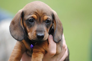 Dachshund Puppy 3872x2592px