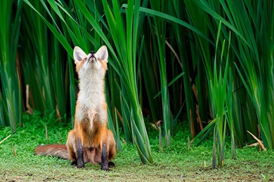 Fox Computer Wallpapers, Desktop Backgrounds