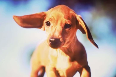 Dachshund Puppies HD Wallpapers