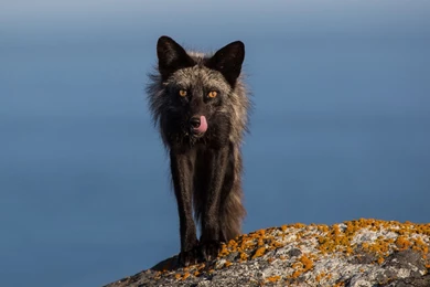 Fox Computer Wallpapers, Desktop Backgrounds