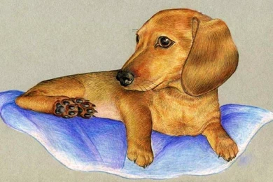 DACHSHUND PUPPY WALLPAPER   (