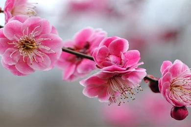 Download Beautiful Pink Flower Wallpaper 950 0x0.jpg