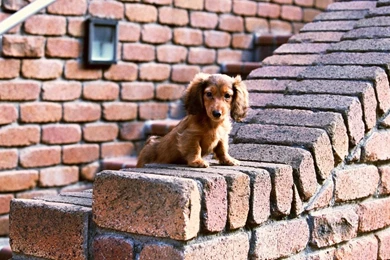 Cute Dachshund Puppy   Animal Pictures