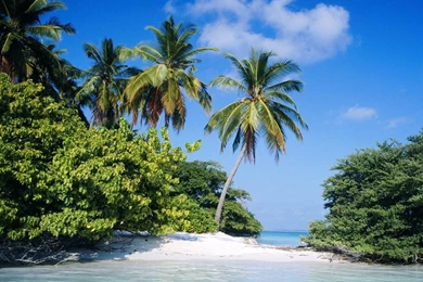 Wonderful_free _tropical _wallpaper.jpg