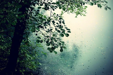 Download Raindrops Wallpapers 1223 2560x1600 Px High Resolution ...