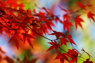 Japanese Maple Leaves Wallpapers   73855
