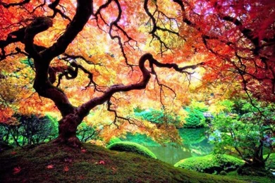 A Japanese Maple Tree In Portland, Oregon   Pixdaus