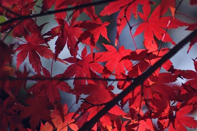 Japanese Maple Wallpapers   193989
