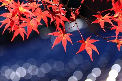 Japanese Maple Leaves Bokeh Mac Wallpapers Download