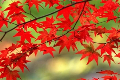 Japanese Maple 768x1280.jpg