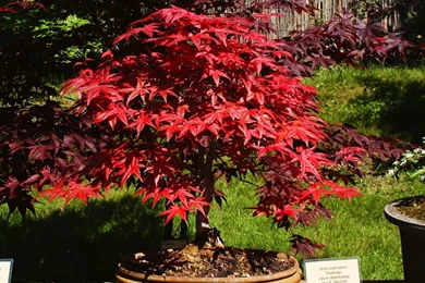 Red_maple_tree_bonsai_Bonsai_Wallpapers.jpg