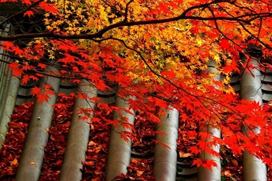 Autumn Maple Tree Wallpapers