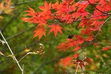 Photo:Red Maple Leaves, Autumn Colors In Mount.Rokko, Japan 38 ...