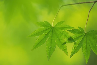 Japanese Maple Leaves